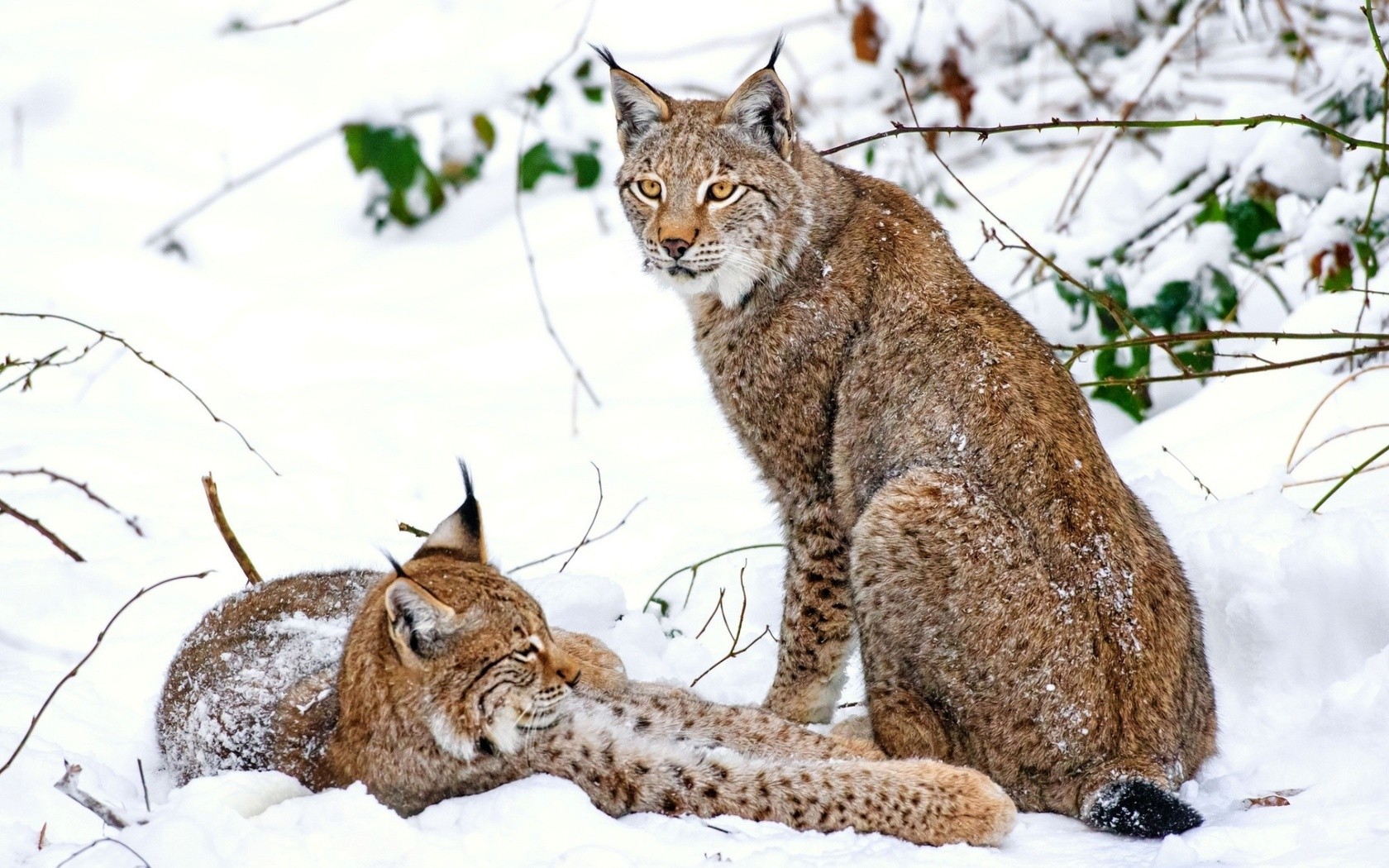 General 1680x1050 animals snow lynx big cats mammals
