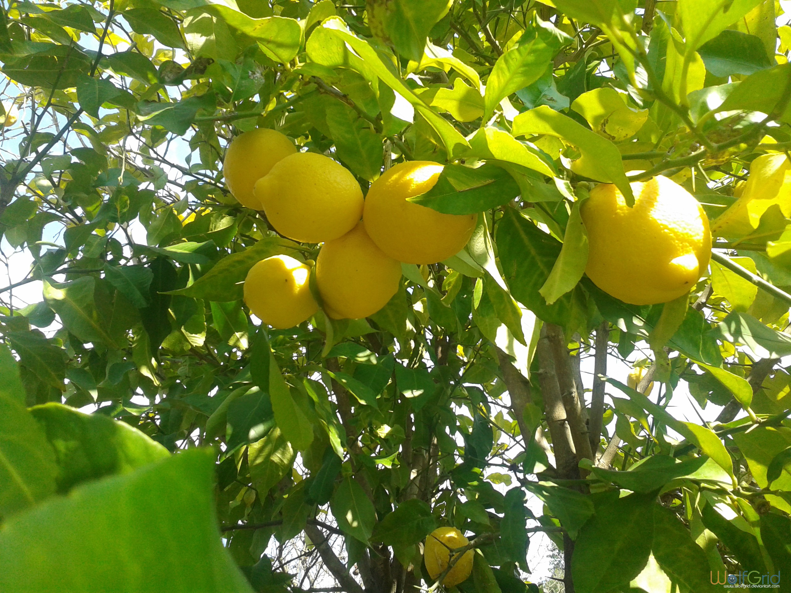 General 2560x1920 lemons fruit nature leaves plants closeup