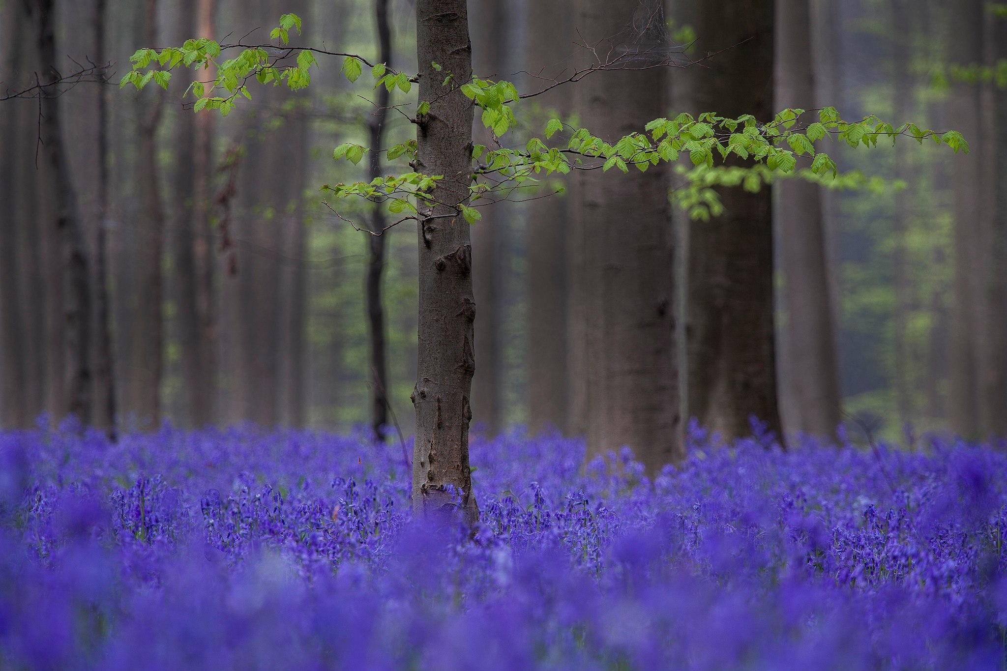 General 2048x1365 nature landscape trees forest branch leaves flowers field depth of field blue flowers spring