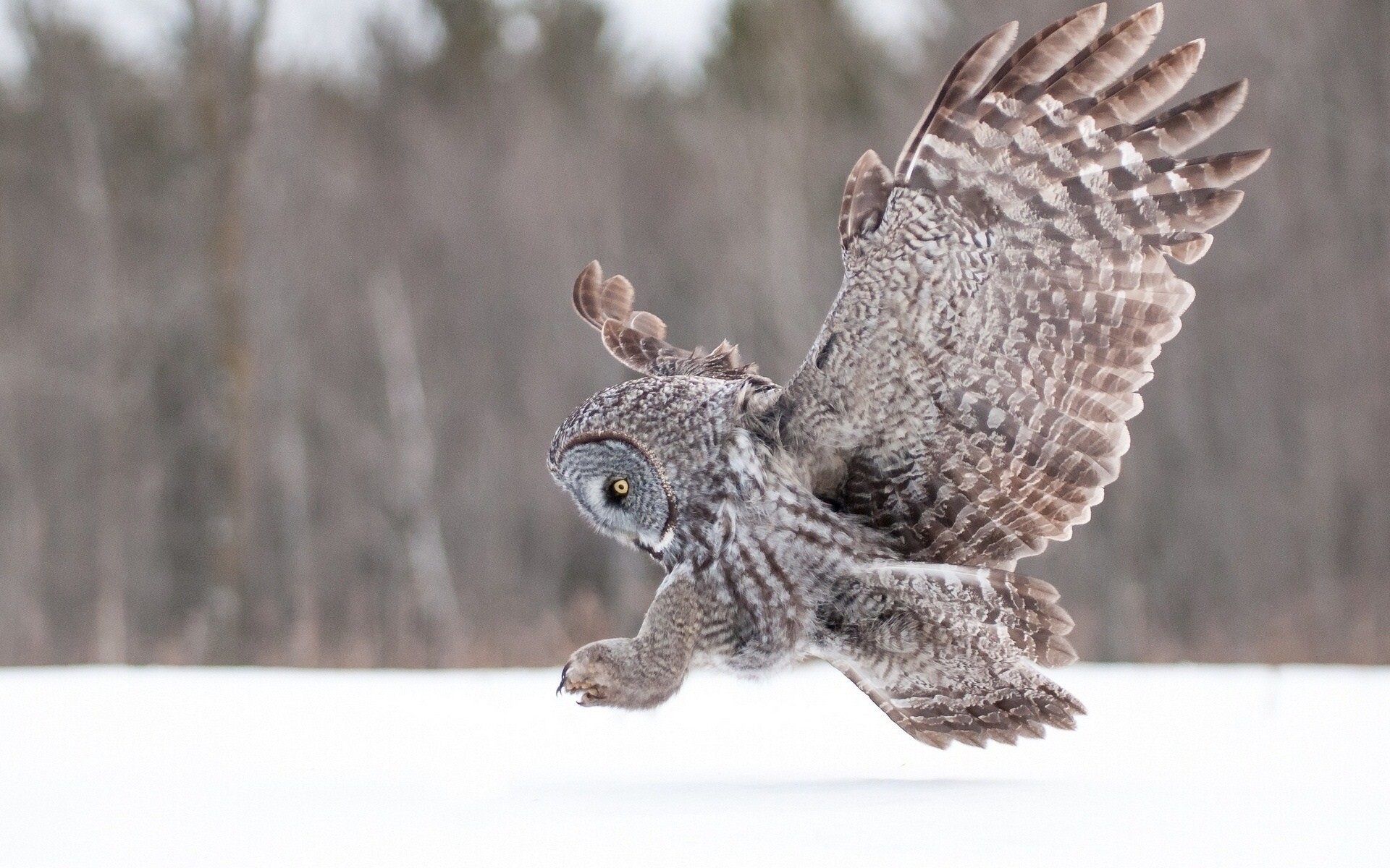 General 1920x1200 owl birds snow outdoors nature animals flying closeup winter