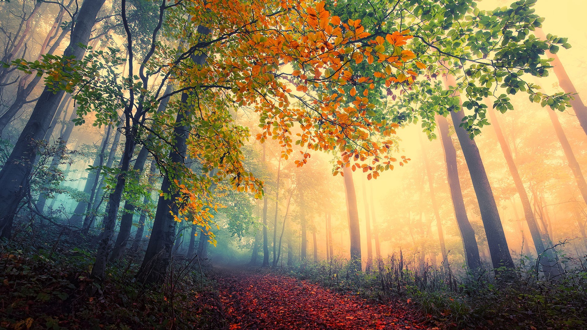 General 1920x1080 trees fall red leaves mist forest nature outdoors plants
