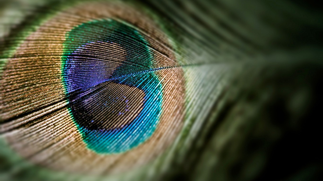 General 1366x768 peacocks feathers pattern macro green animals closeup