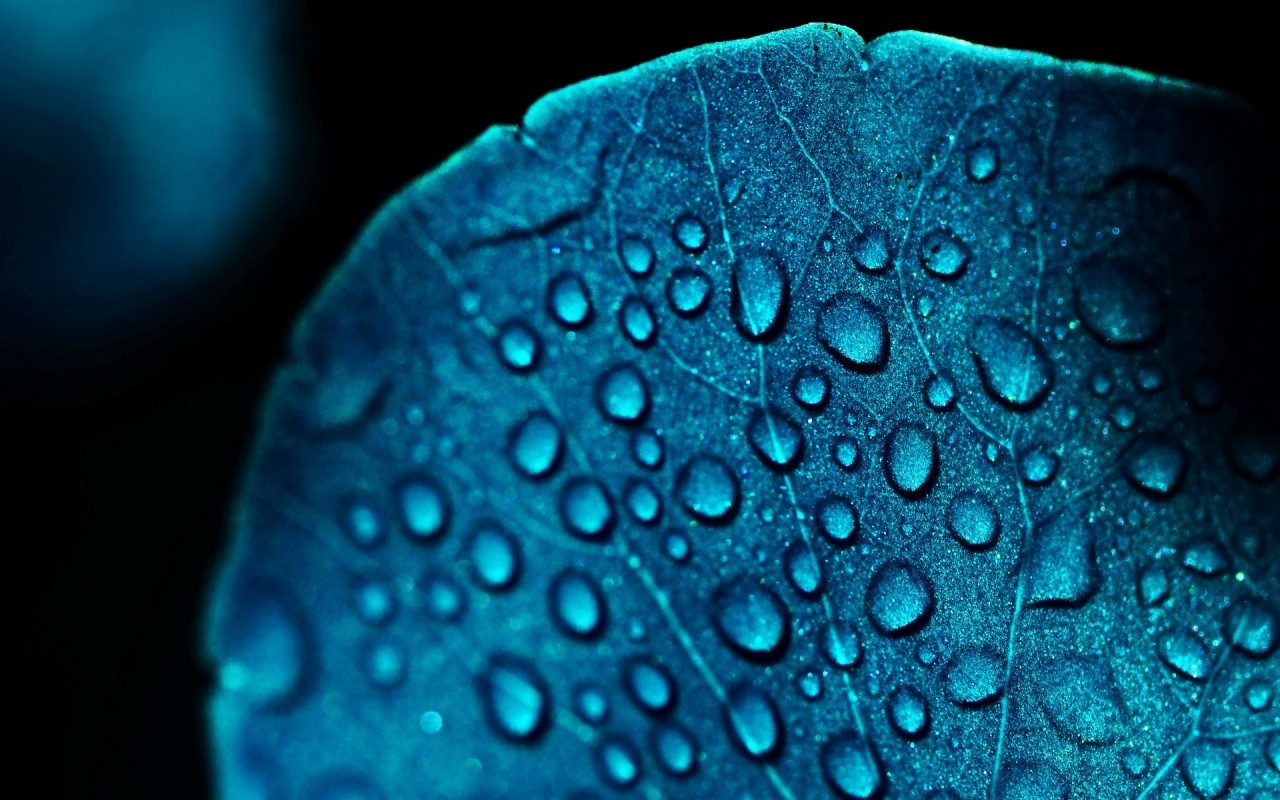 General 1280x800 water drops leaves macro blue closeup plants