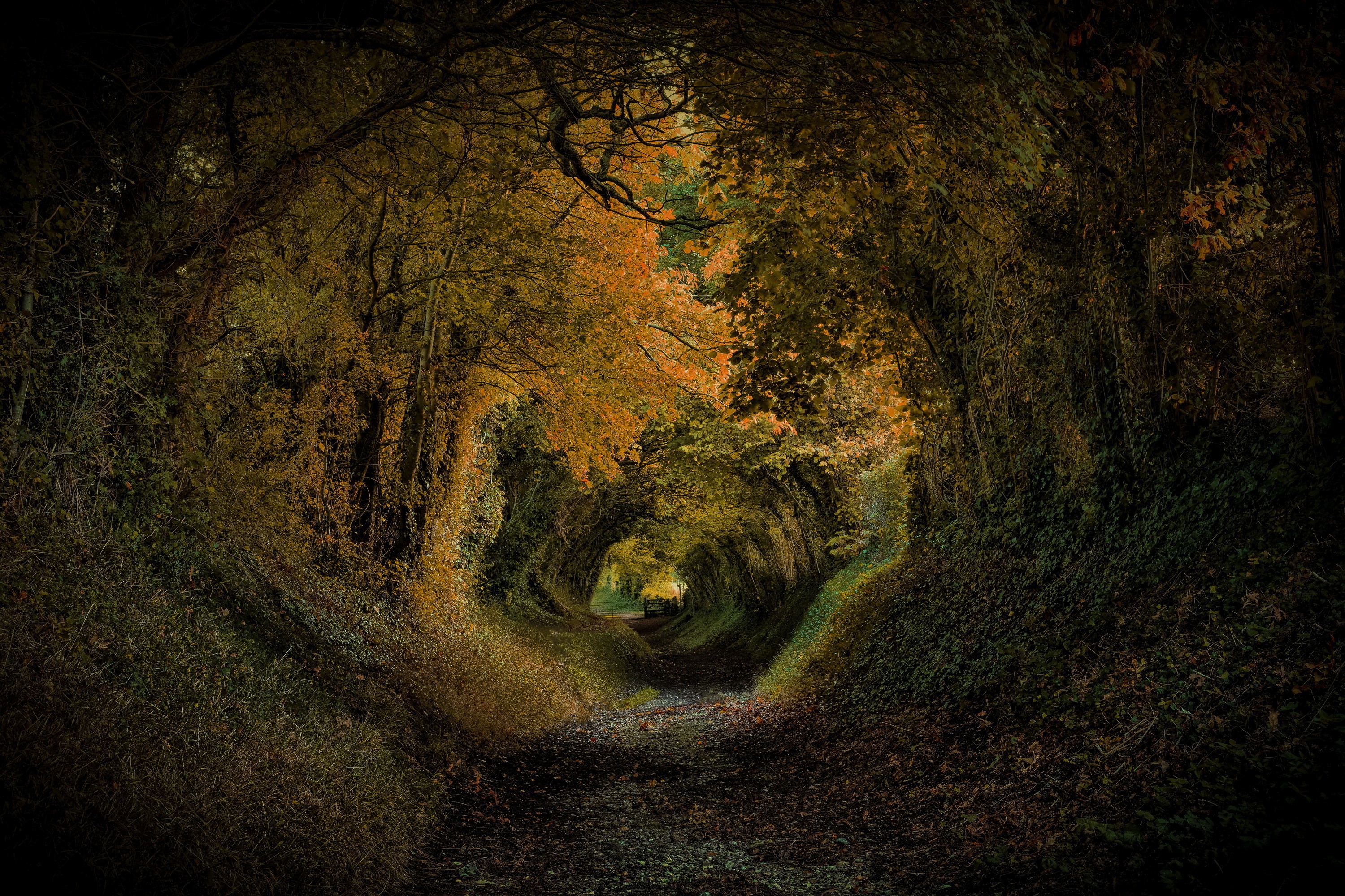General 3000x2000 England nature park UK trees tunnel path Stane Street Halnaker Sussex