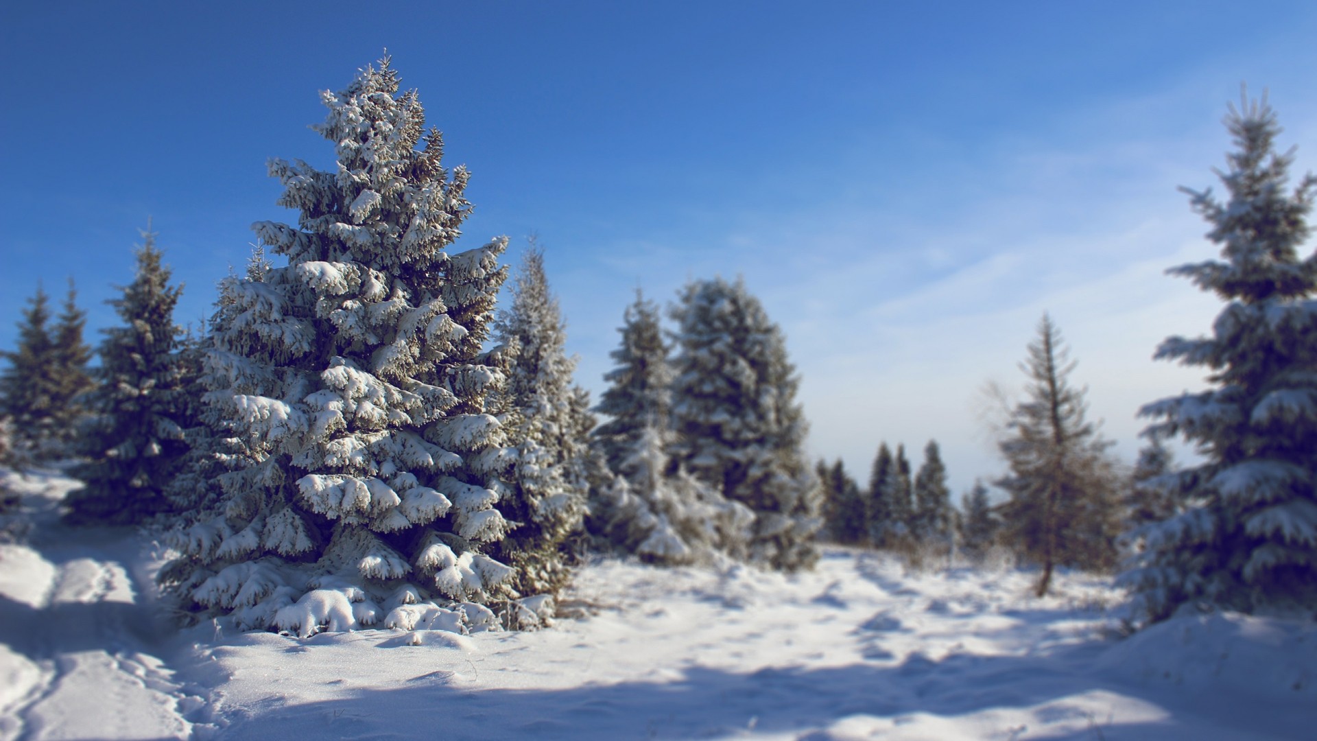 General 1920x1080 pine trees nature winter blurred cold ice snow outdoors trees