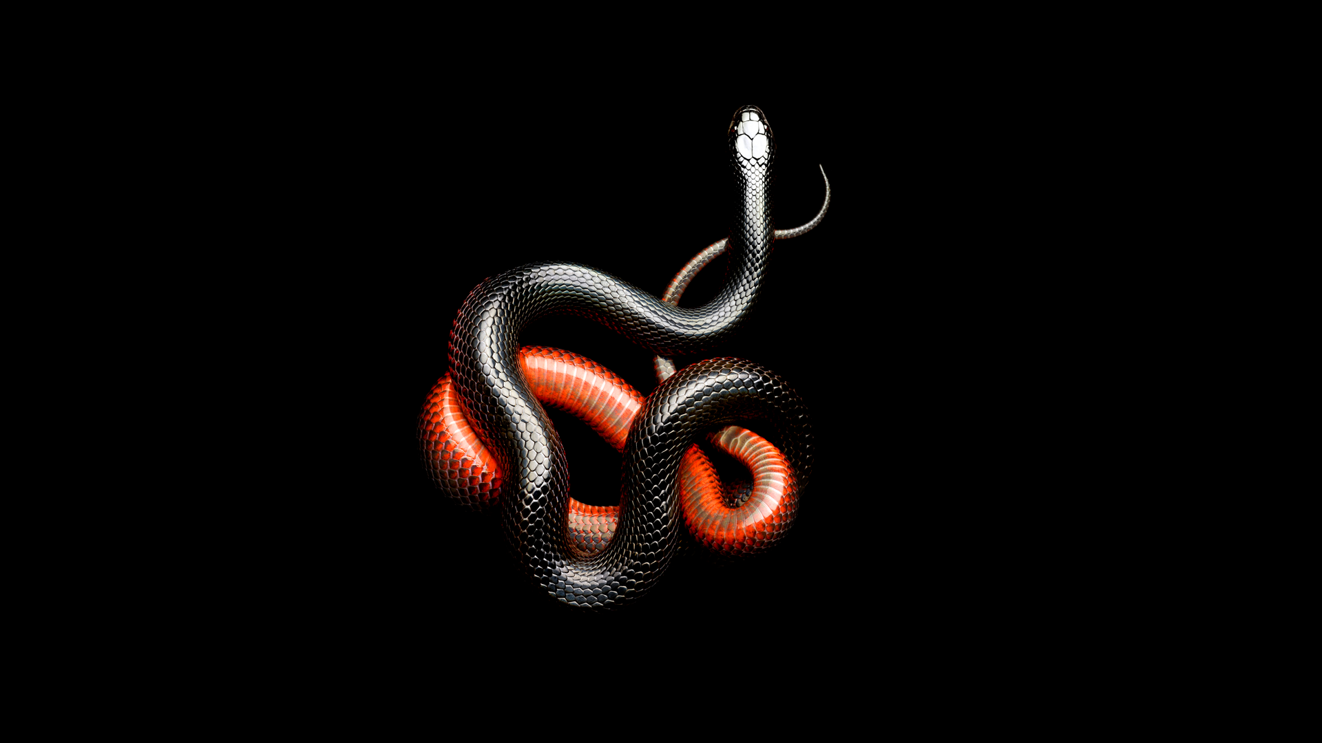 General 1920x1080 snake black dark animals mamba black background reptiles simple background