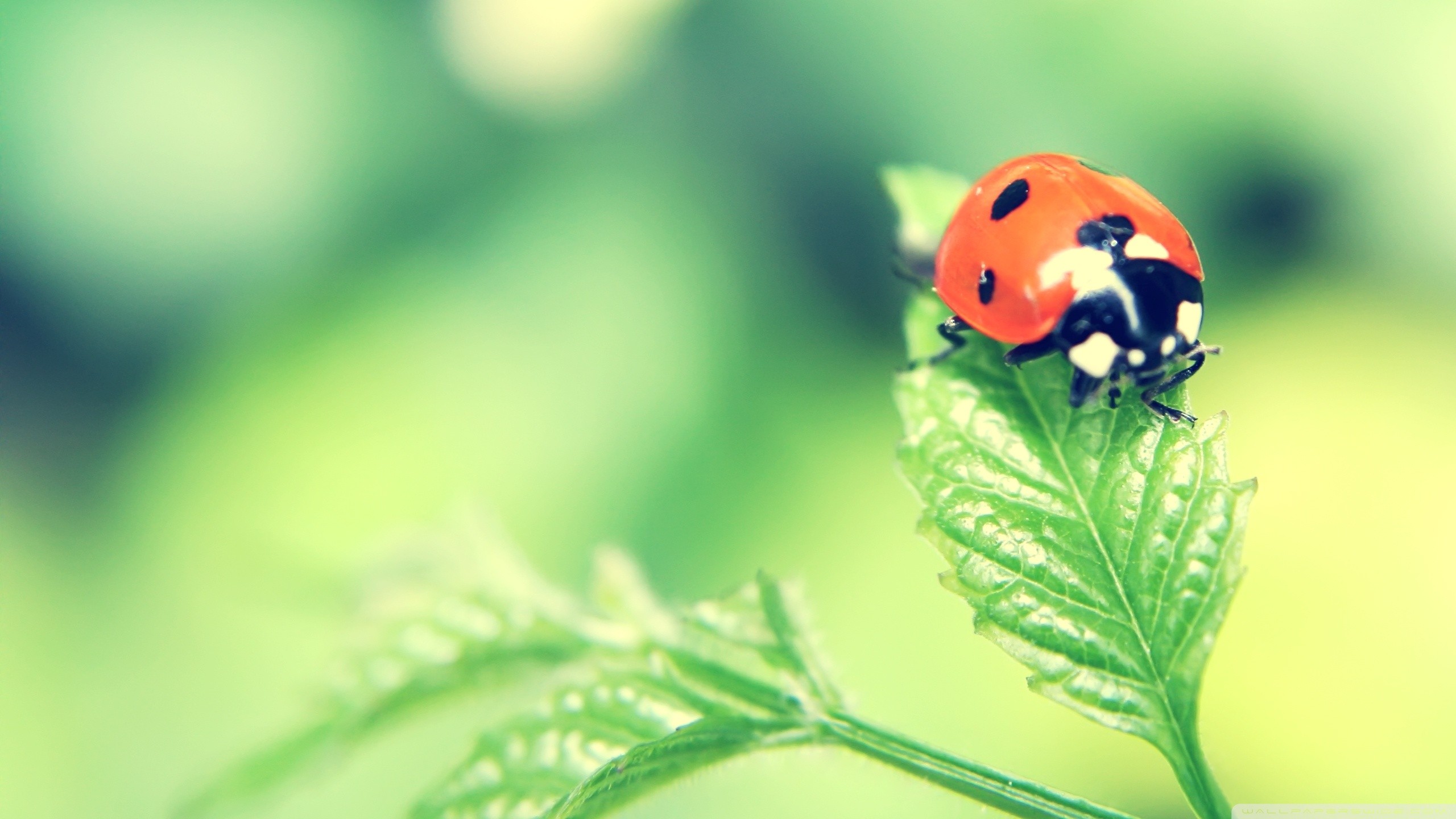 General 2560x1440 insect animals leaves plants