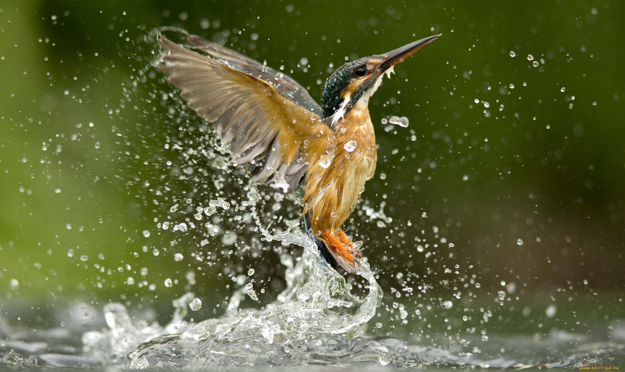 General 2048x1218 kingfisher animals birds nature water drops closeup