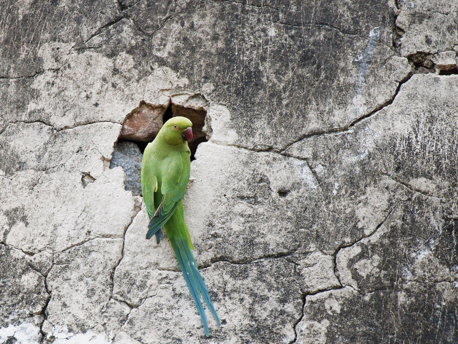 General 1600x1200 green birds animals wall parakeets