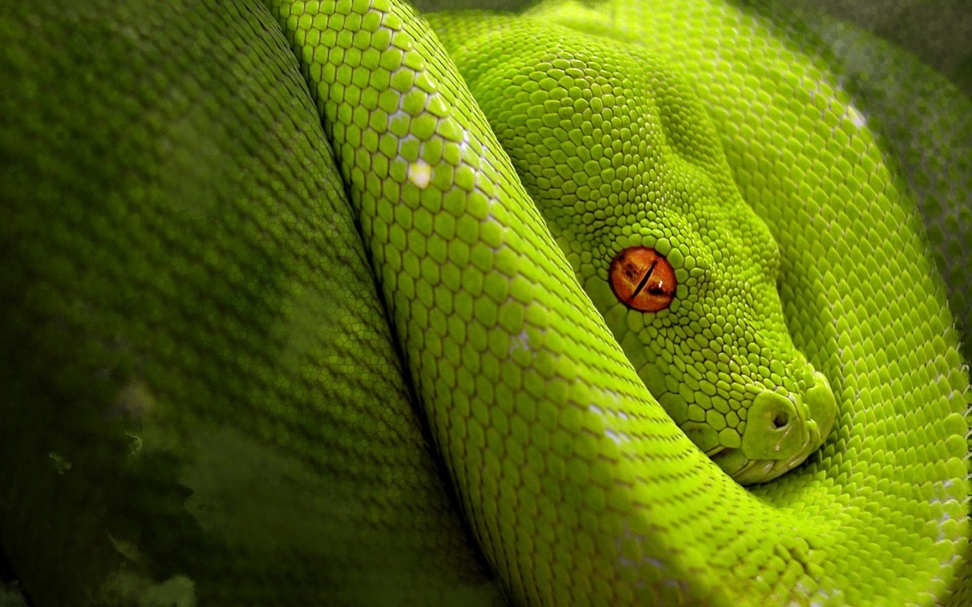 General 1920x1200 snake green digital art orange eyes reptiles animals