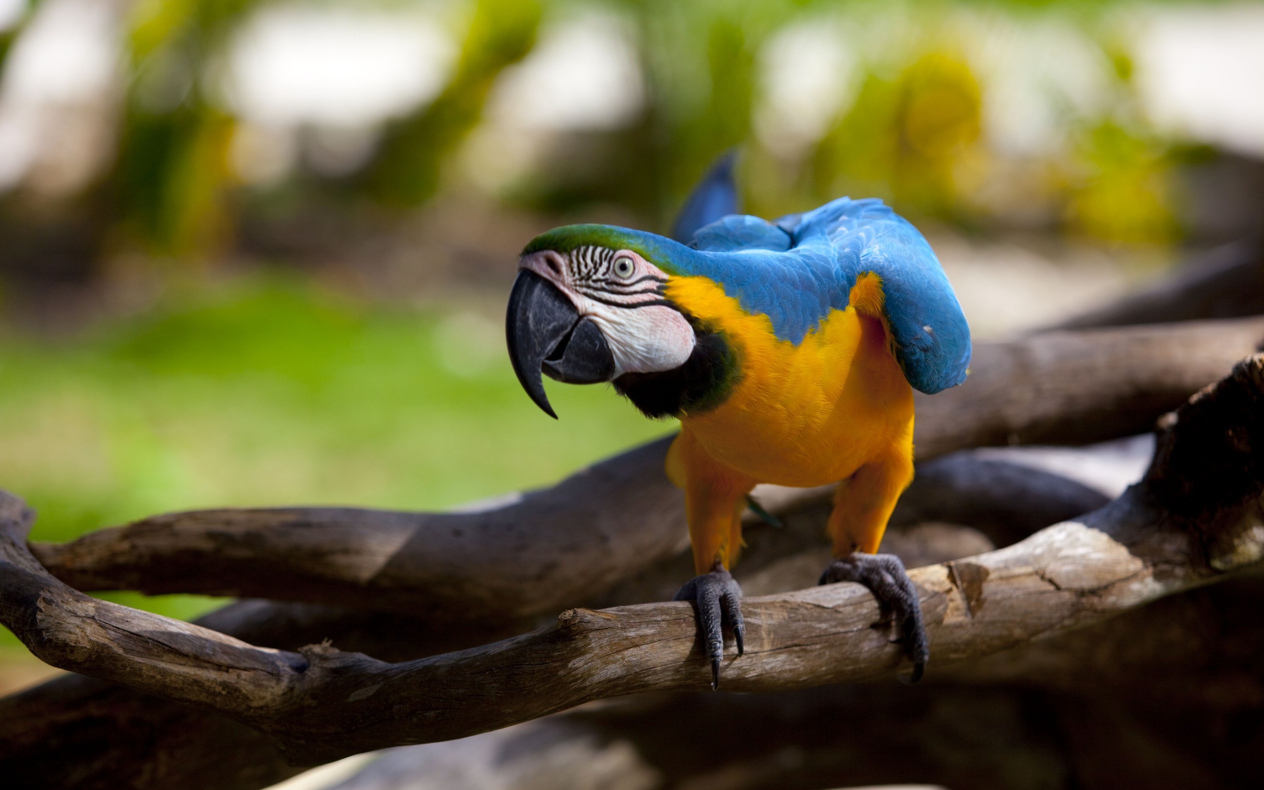 General 2560x1600 parrot birds branch macaws animals Blue-and-Yellow Macaw