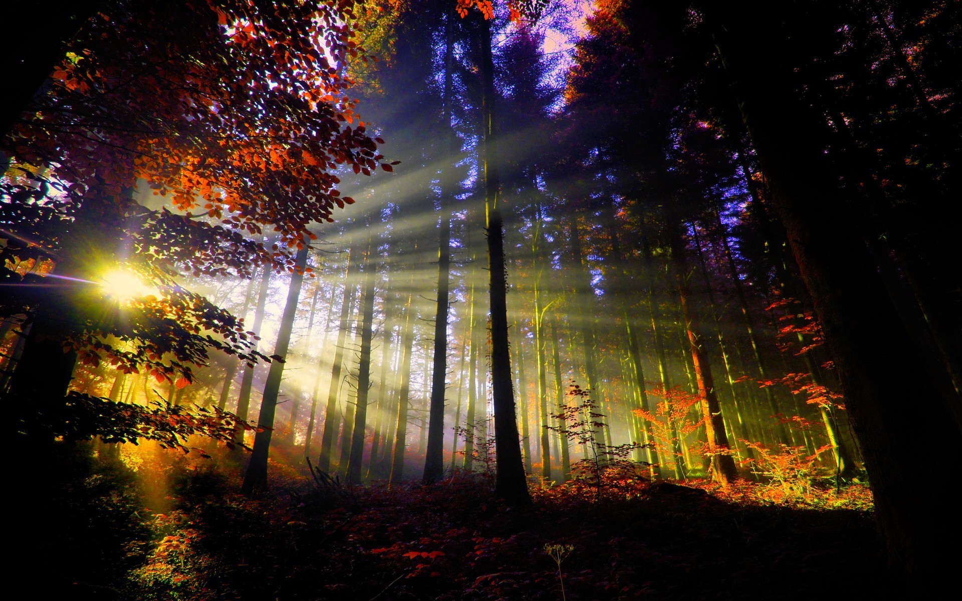 General 1920x1200 forest trees sunlight nature