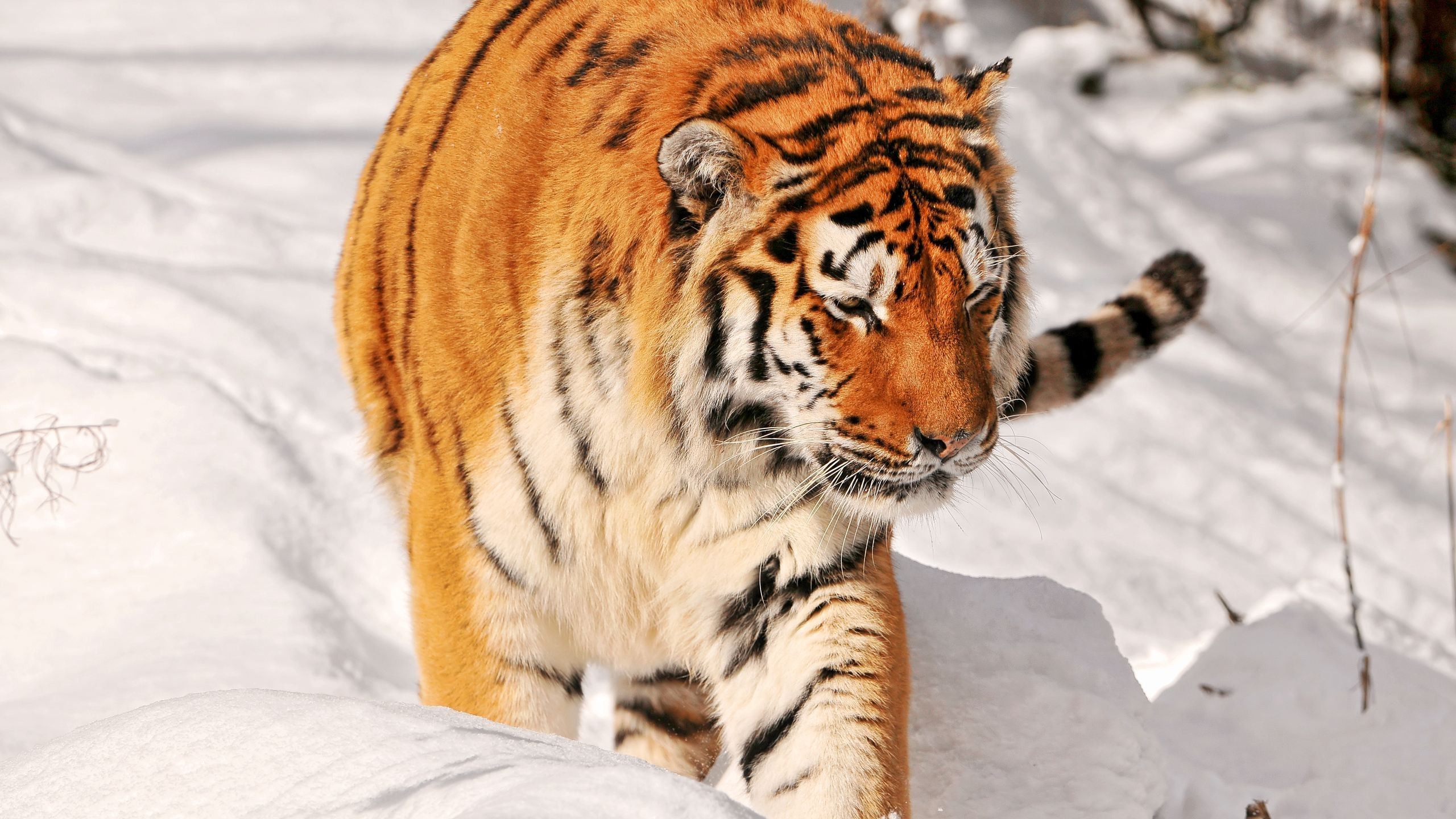 General 2560x1440 animals tiger snow big cats mammals closeup fur sunlight whiskers depth of field nature