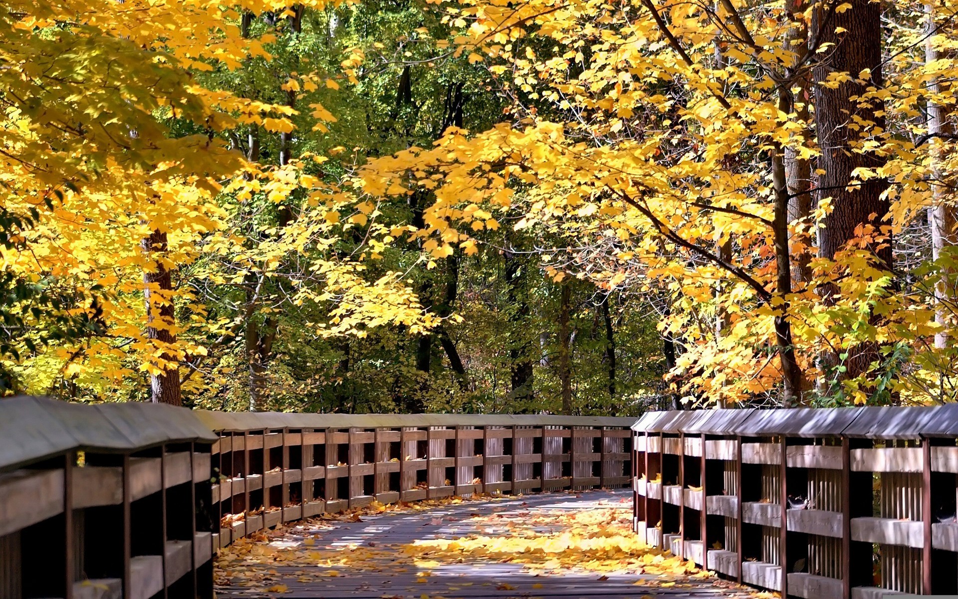 General 1920x1200 fall leaves trees path outdoors