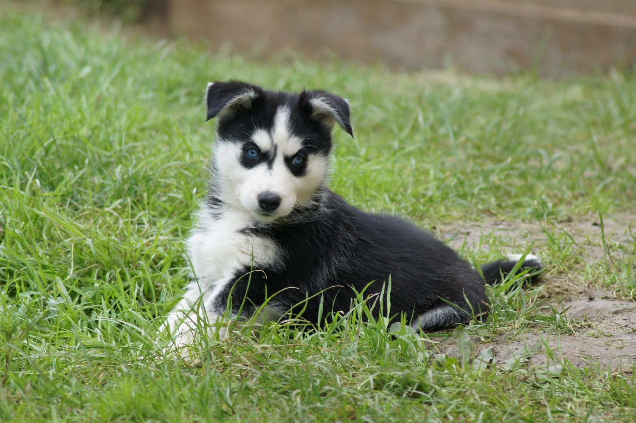 General 2048x1364 dog animals puppies Siberian Husky  blue eyes mammals outdoors closeup