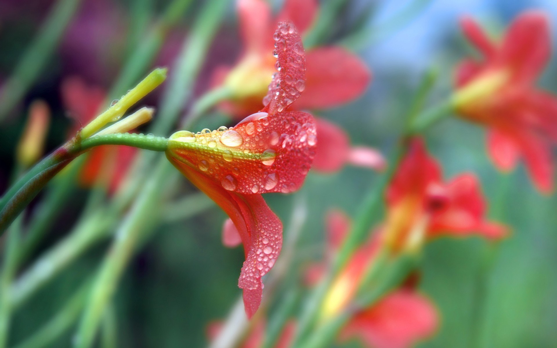 General 1920x1200 nature flowers water drops macro red flowers plants vibrant