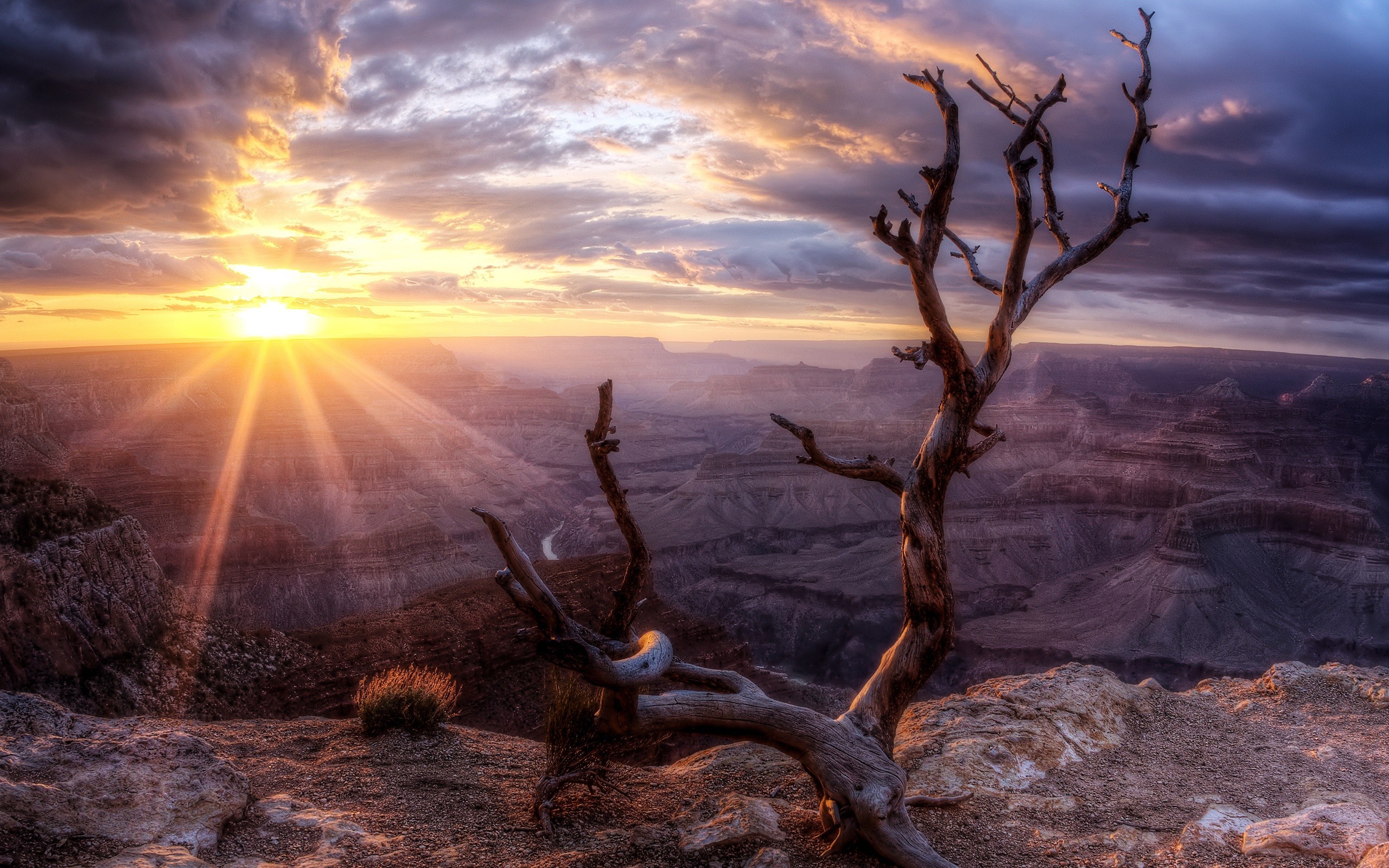 General 2560x1600 nature HDR sunset clouds trees Grand Canyon sunlight sky dead trees Sun USA rock formation