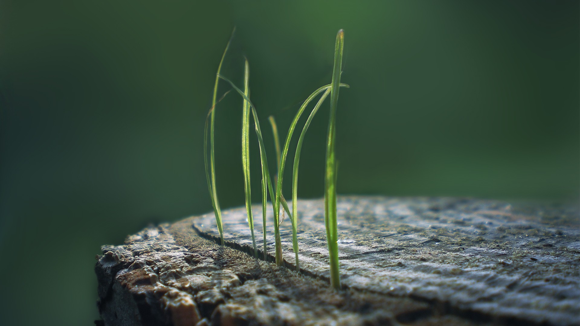General 1920x1080 macro grass nature simple background tree trunk plants wood