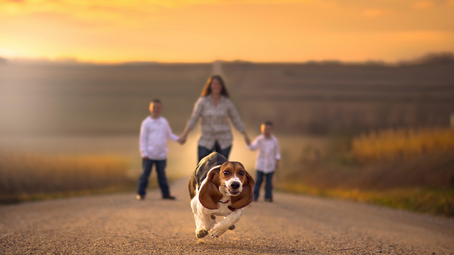 People 1920x1080 family road holding hands depth of field dog animals running Beagles Jake Olson frontal view mammals outdoors