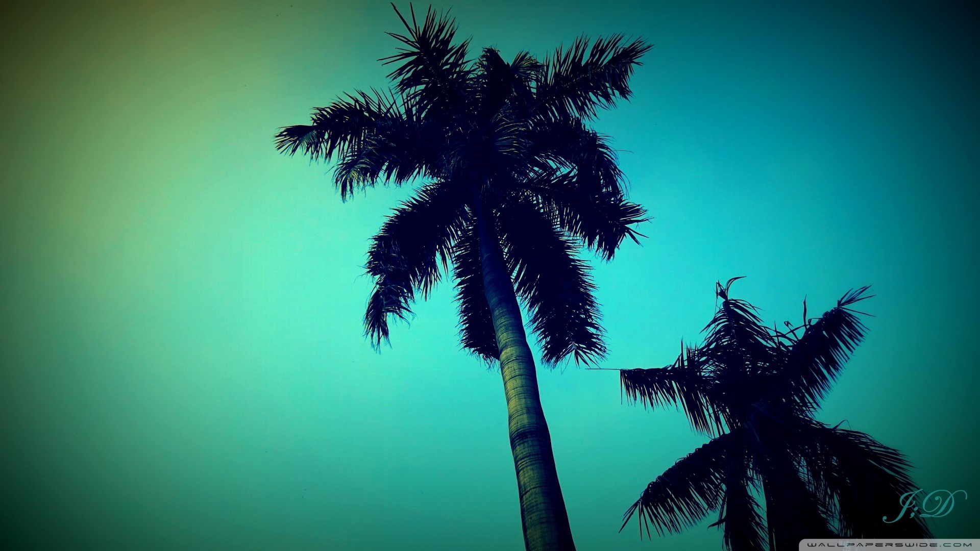 General 1920x1080 worm's eye view dusk low-angle palm trees outdoors sky gradient