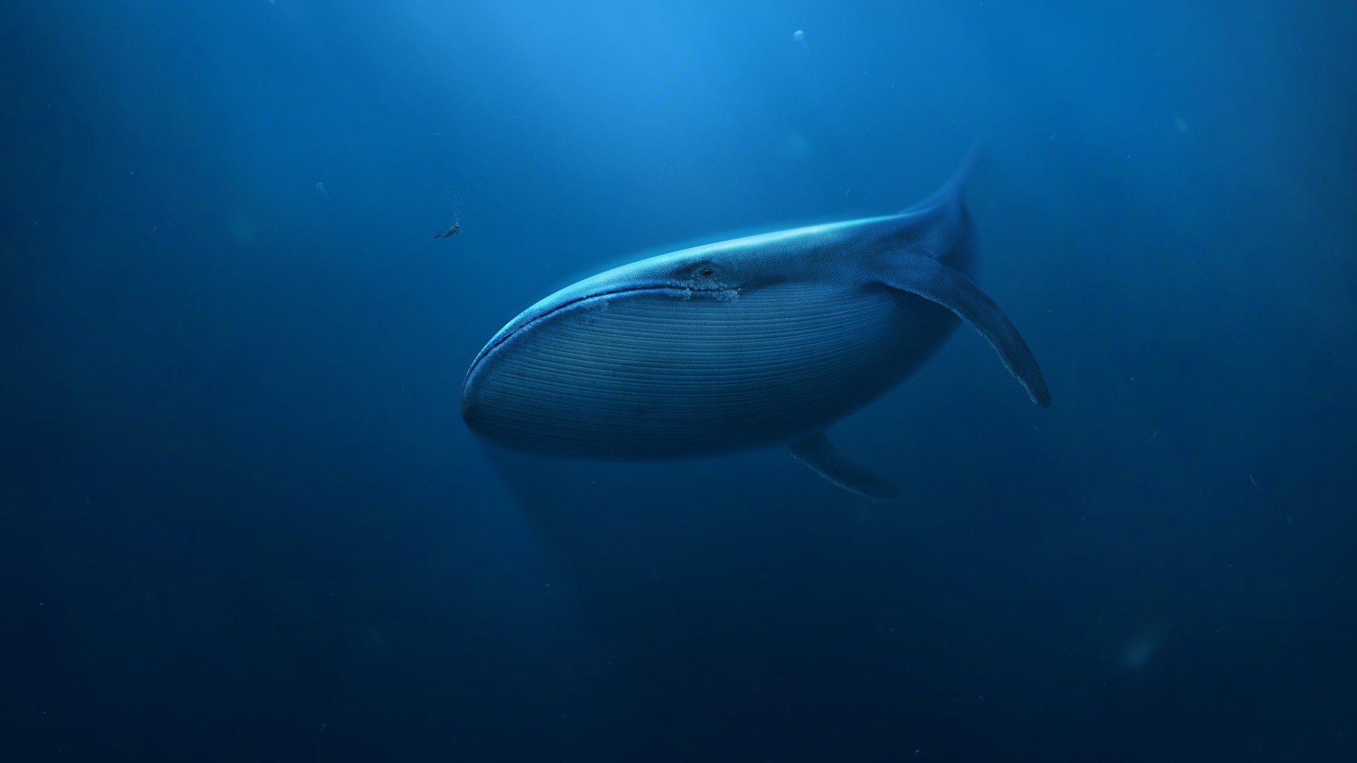 General 1920x1080 digital art underwater blue whale divers sea mammals animals