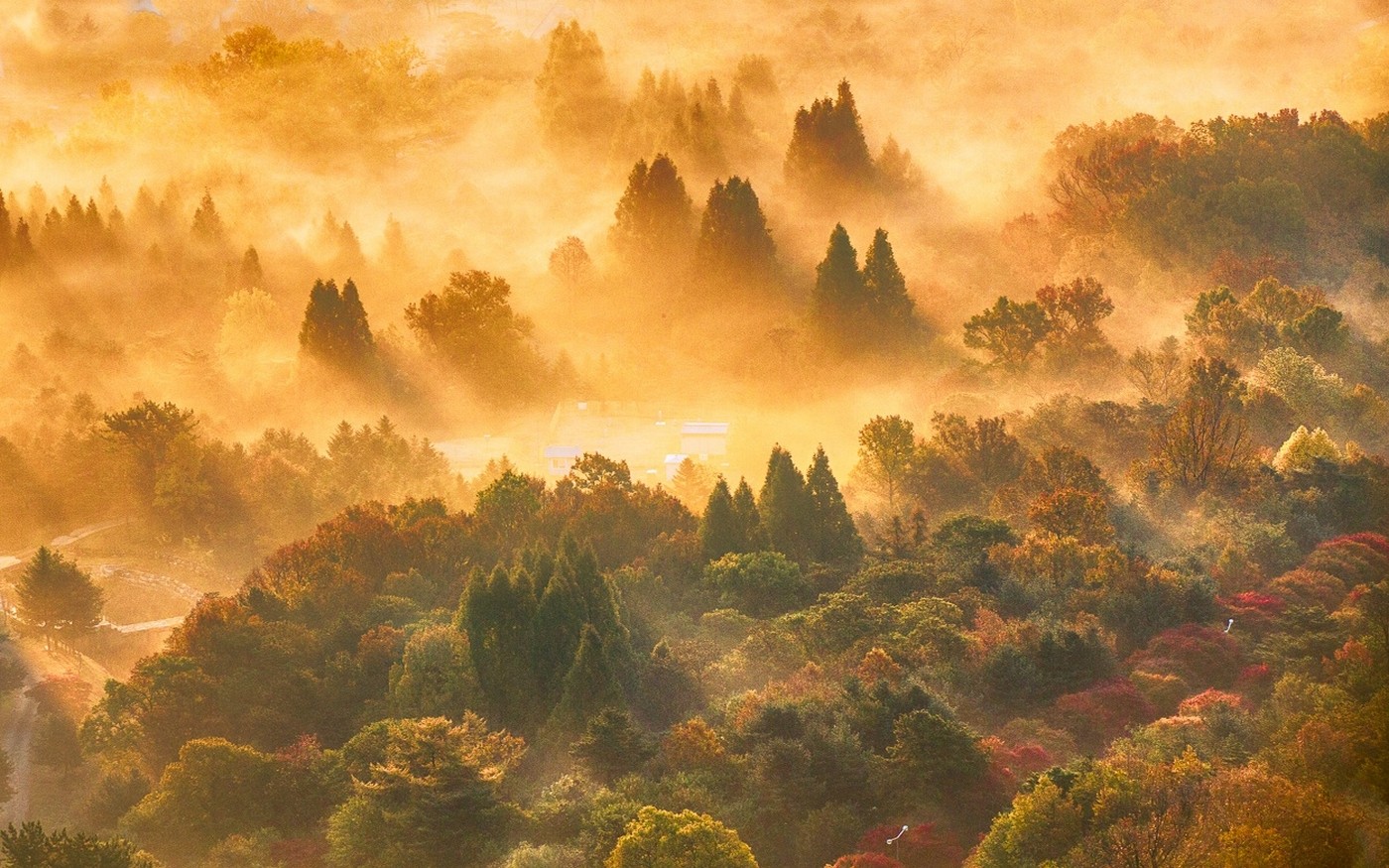 General 1400x875 nature landscape fall forest mist trees sun rays colorful orange