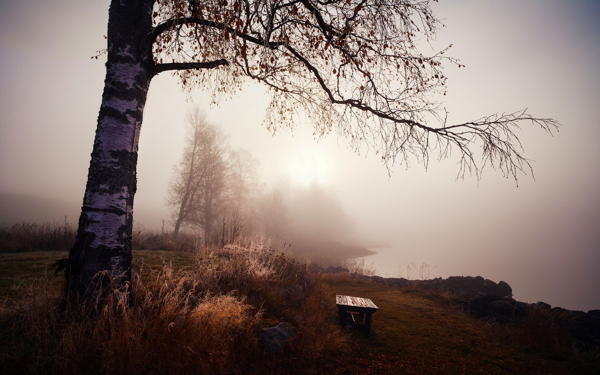General 1920x1200 nature landscape bench trees grass mist lake morning calm birch fall