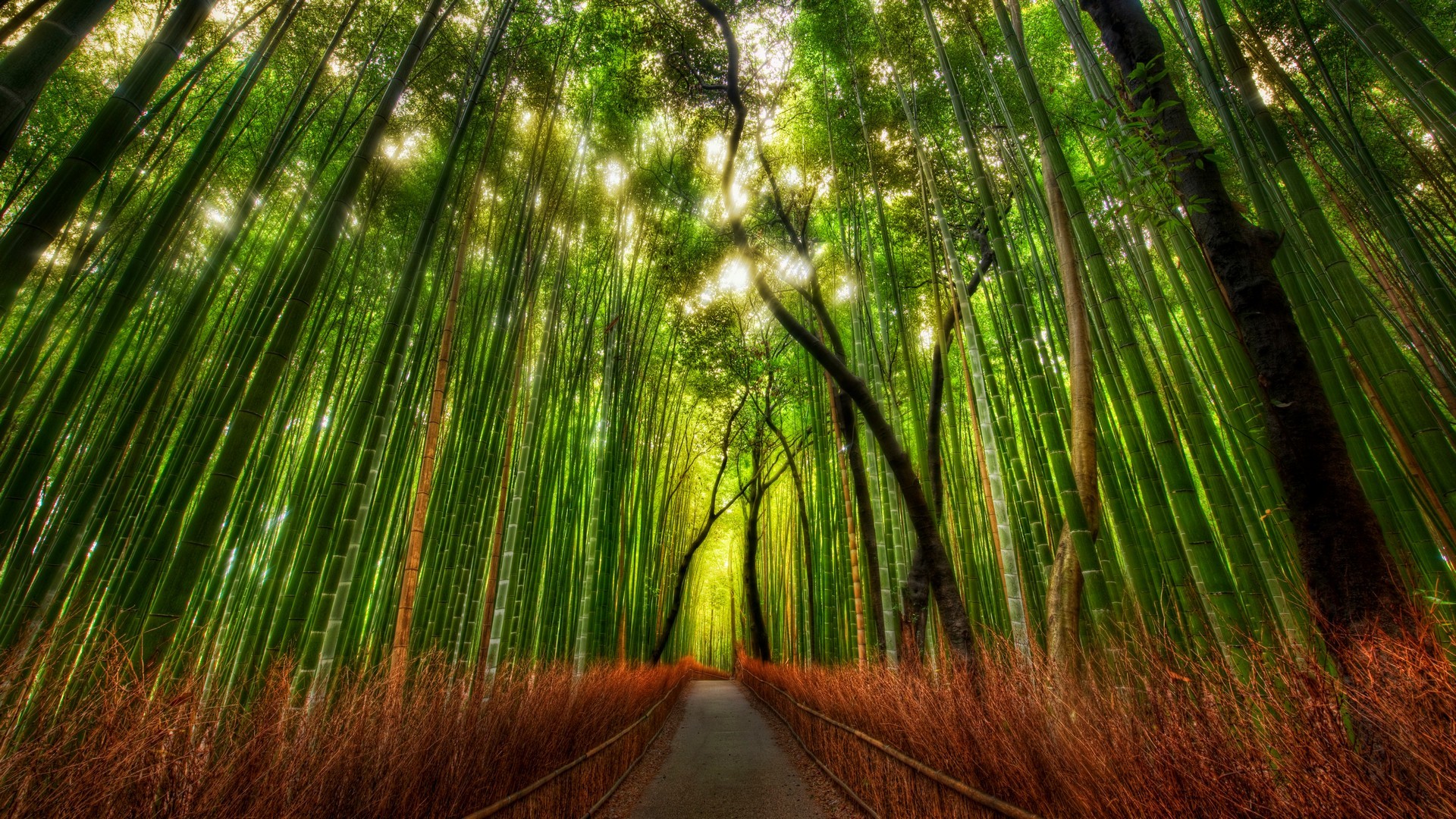 General 1920x1080 bamboo forest HDR trees plants Kyoto Asia Japan walkway pathway