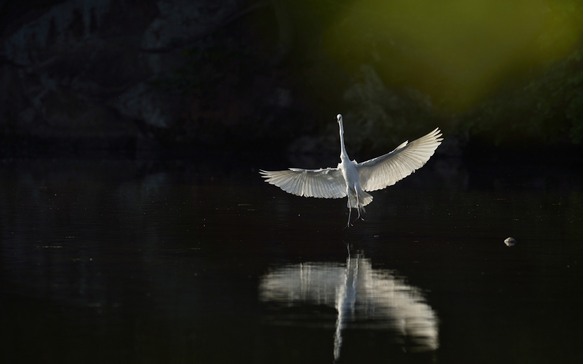 General 1920x1200 animals herons birds nature outdoors wings water reflection