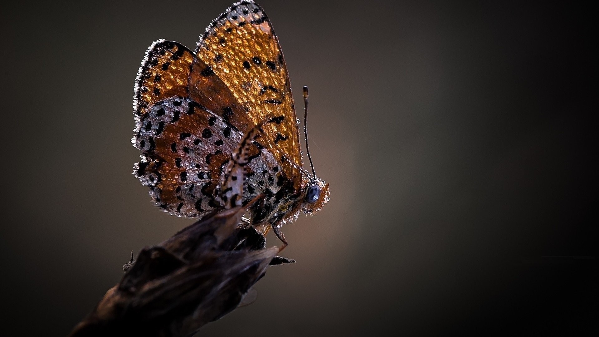 General 1920x1080 butterfly animals macro insect simple background