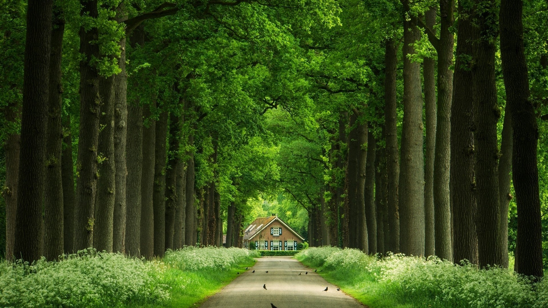 General 1920x1080 nature trees leaves branch forest wood house birds road grass plants