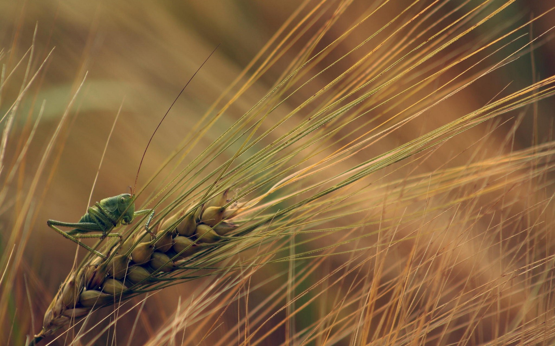 General 1920x1200 nature wheat plants insect grasshopper macro spikelets green animals