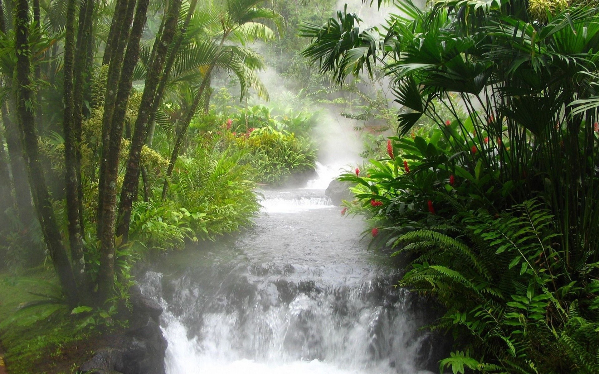 General 1920x1200 nature jungle forest tropical plants water waterfall creeks