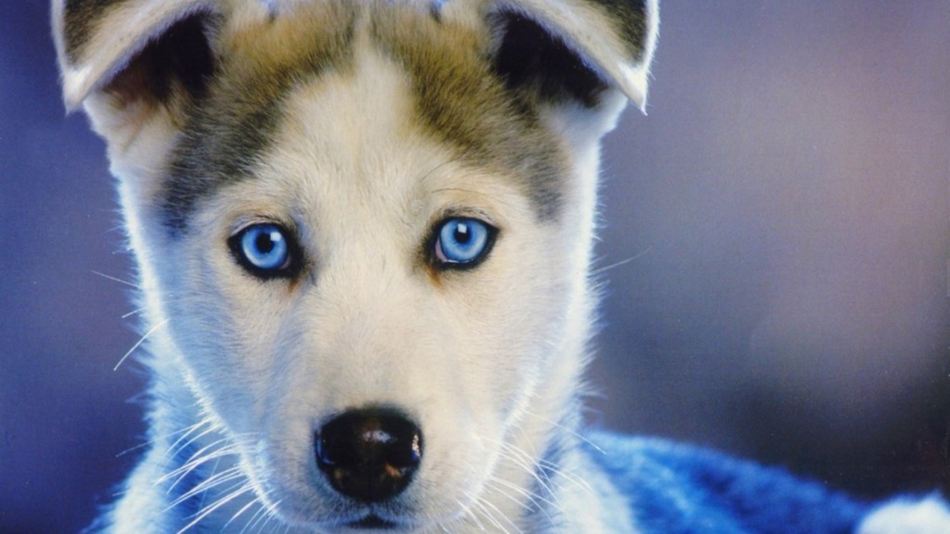 General 1920x1080 dog Siberian Husky  blue eyes nature animals closeup animal eyes mammals