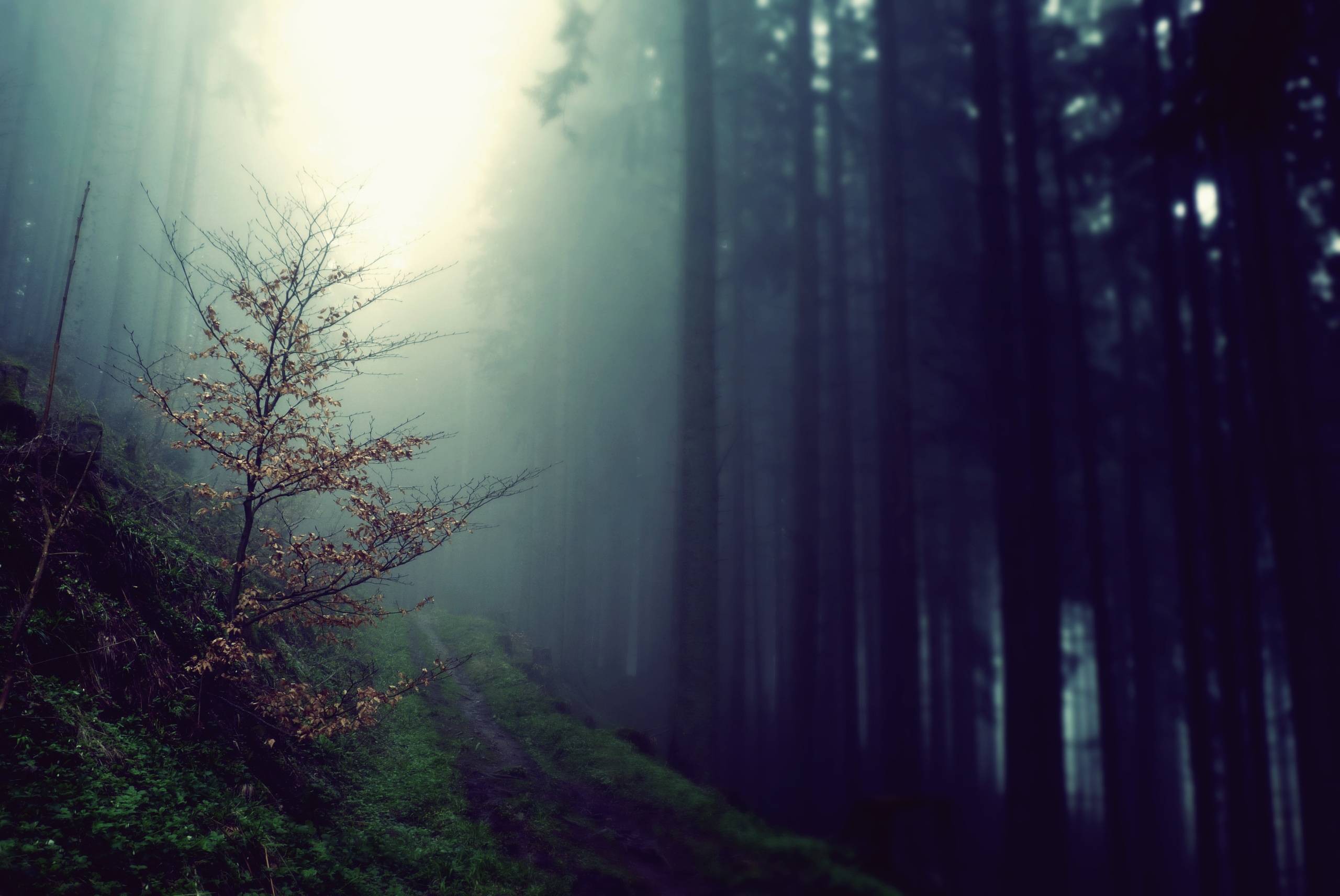 General 2560x1712 trees forest nature mist outdoors plants