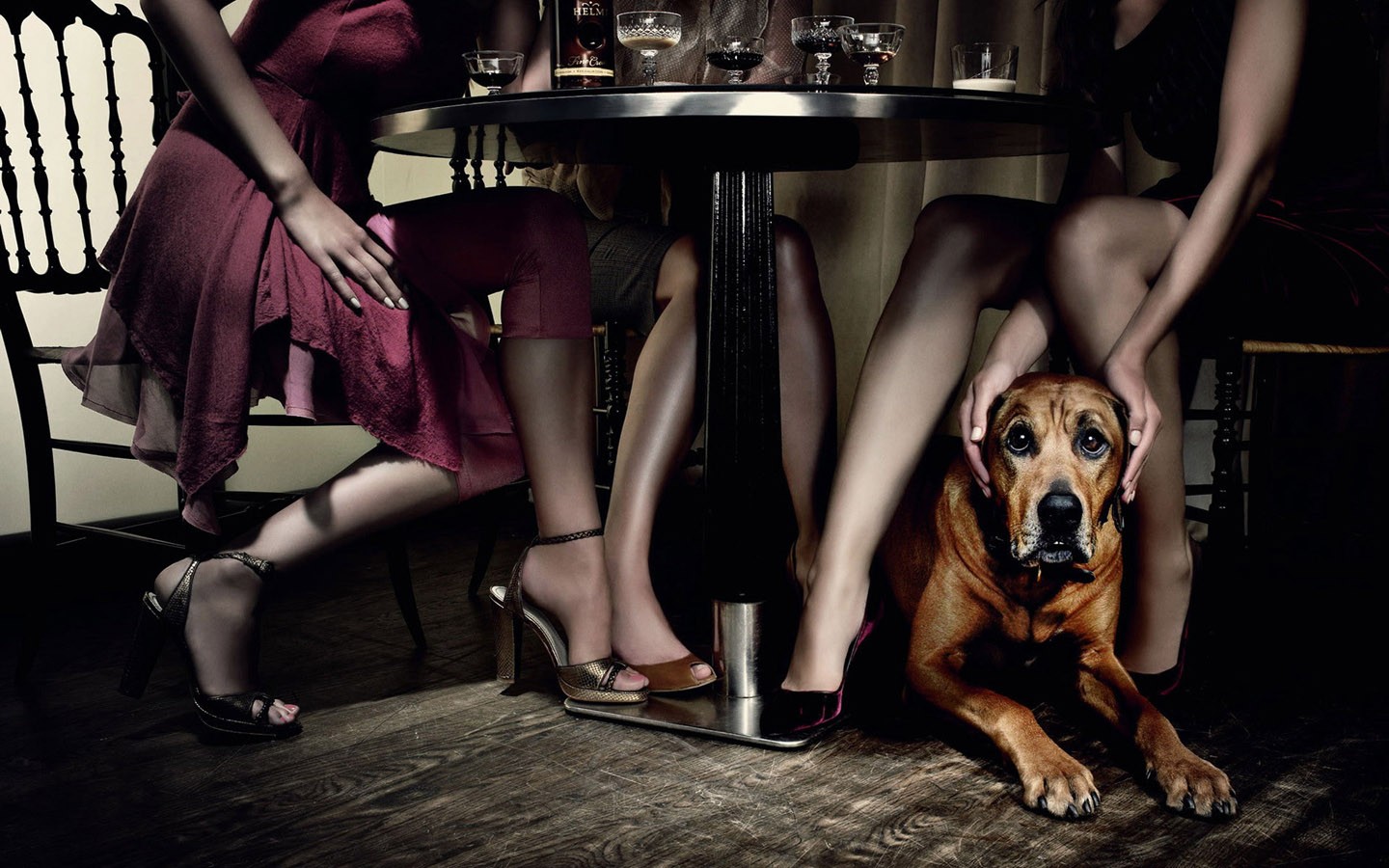 People 1440x900 humor dog women table legs dress high heels drinking glass animals mammals heels