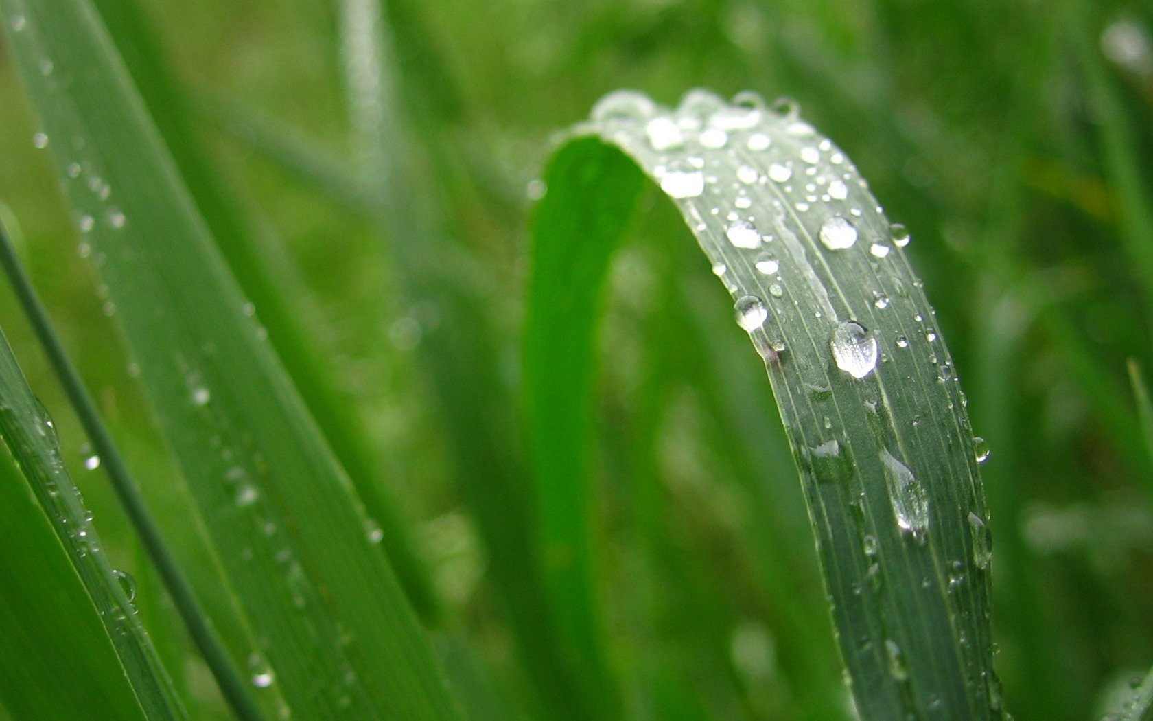 General 1680x1050 grass water drops leaves plants