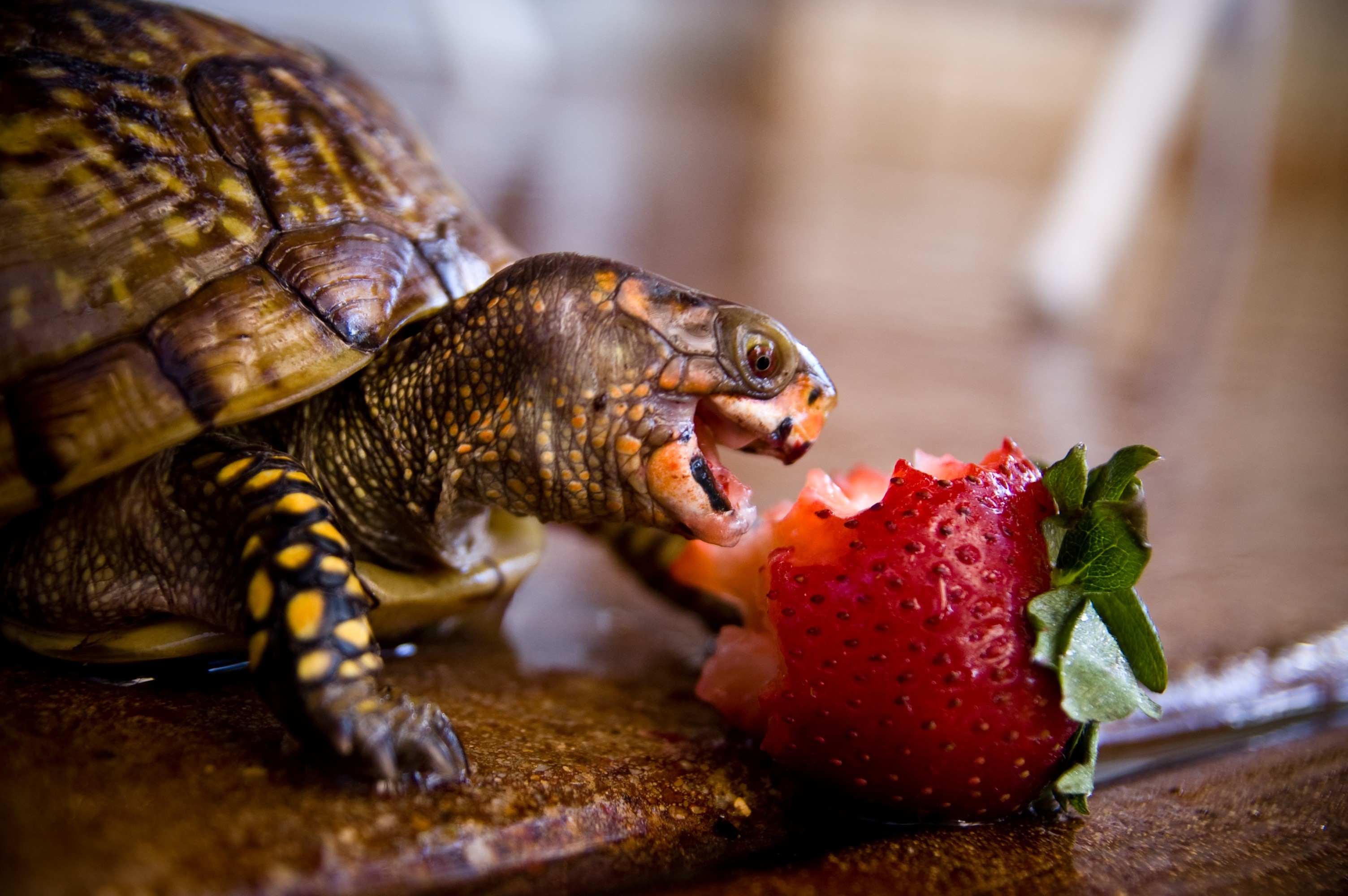 General 3008x2000 strawberries animals reptiles tortoises closeup eating food berries turtle fruit