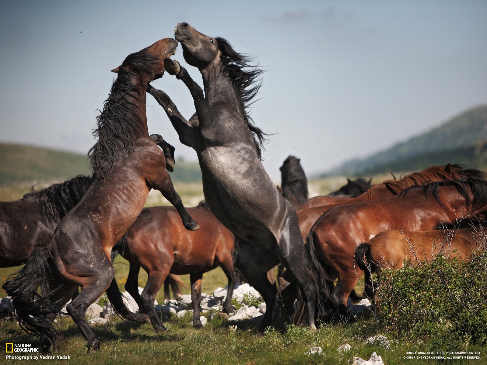 General 1600x1200 horse animals wildlife National Geographic 2010 (Year) mammals