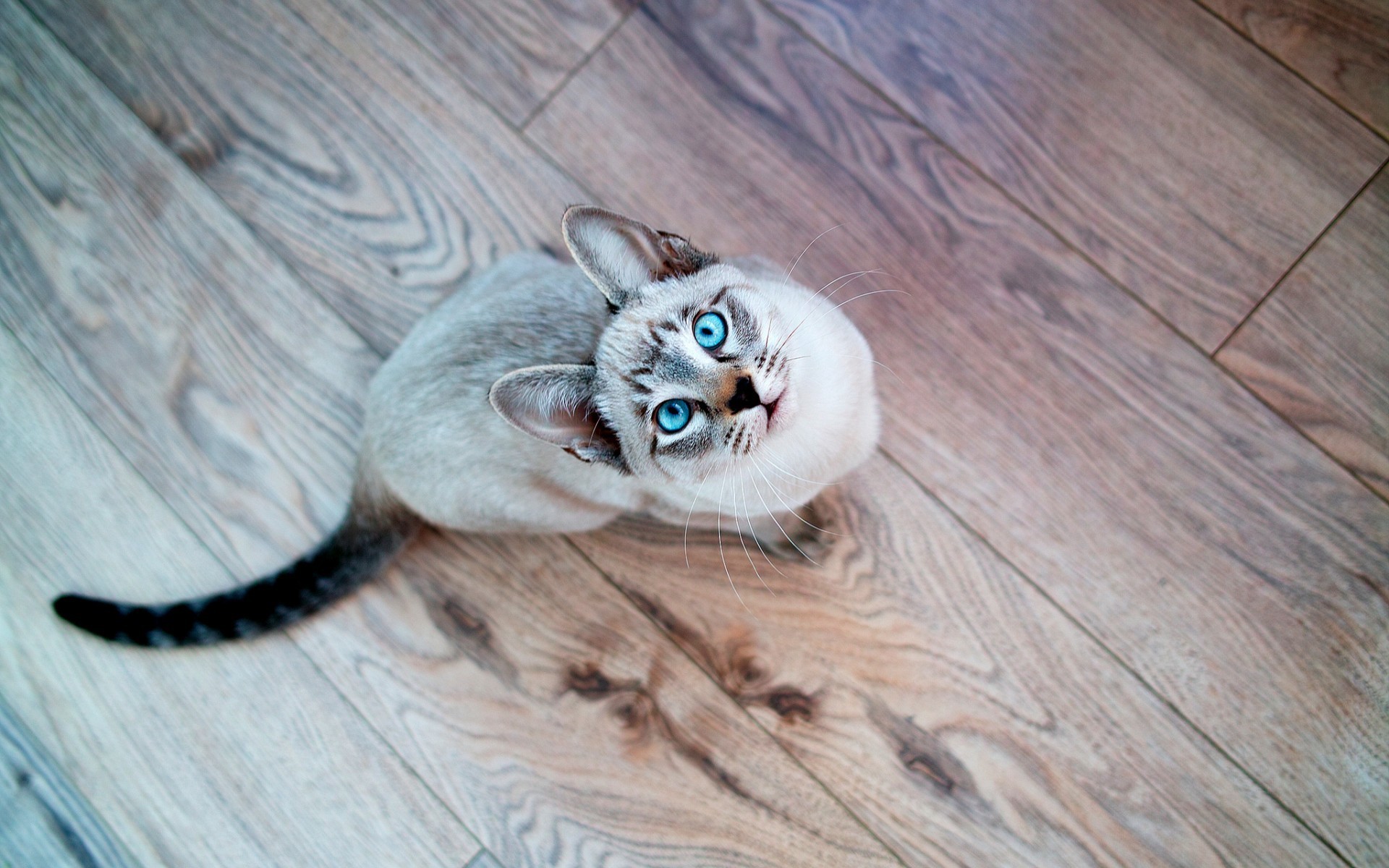 General 1920x1200 animals cats looking up wooden surface mammals indoors animal eyes blue eyes closeup top view
