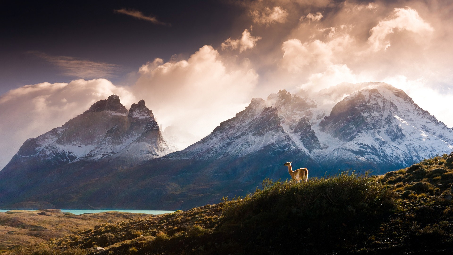 General 1920x1080 nature landscape mountains clouds trees forest water Chile lake snow hills grass animals llamas Torres del Paine South America