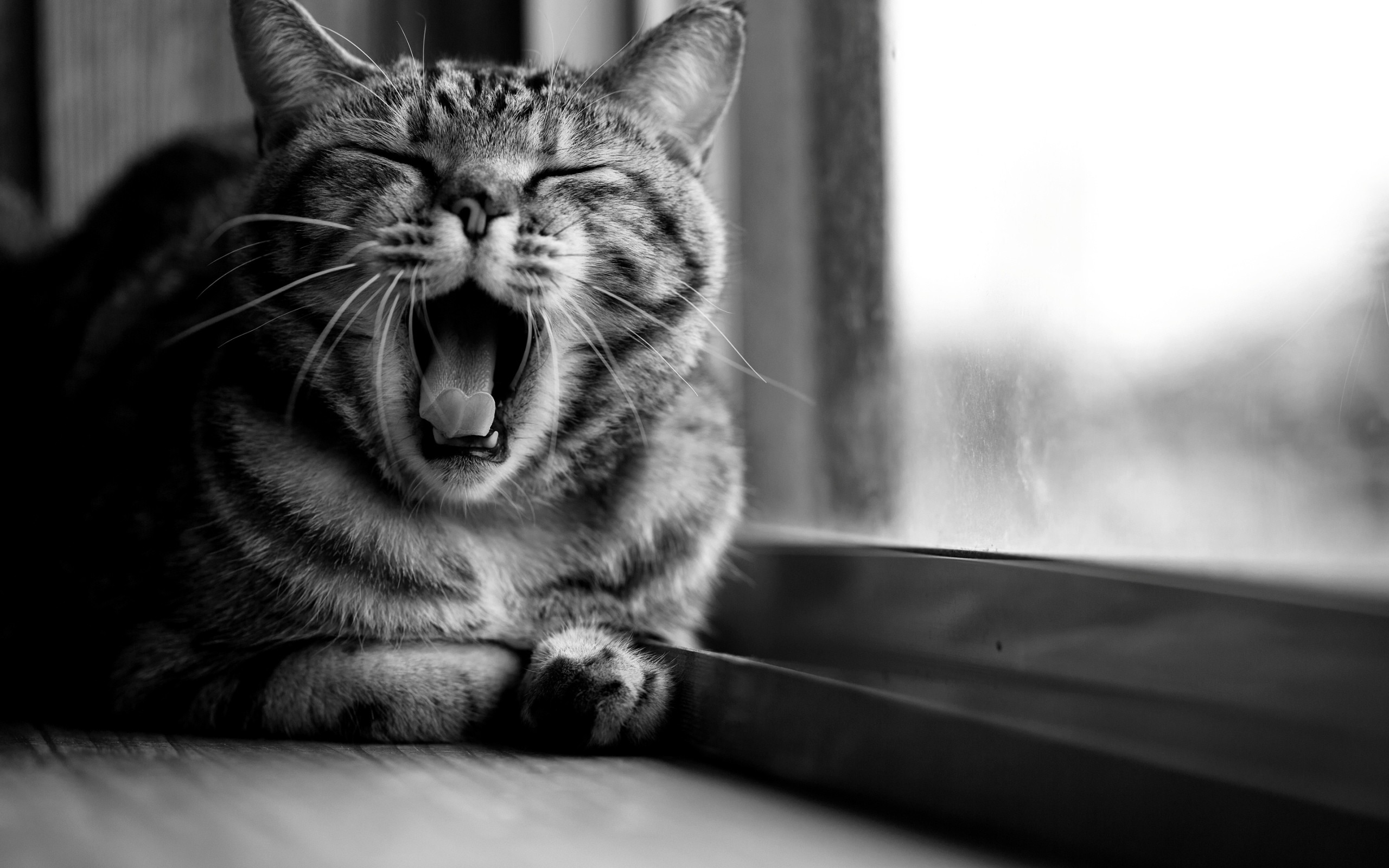 General 2560x1600 cats animals open mouth monochrome yawning window sill mammals indoors