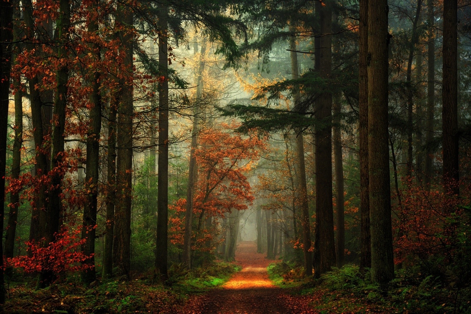 General 1600x1068 path forest fall nature lights mist red green landscape trees
