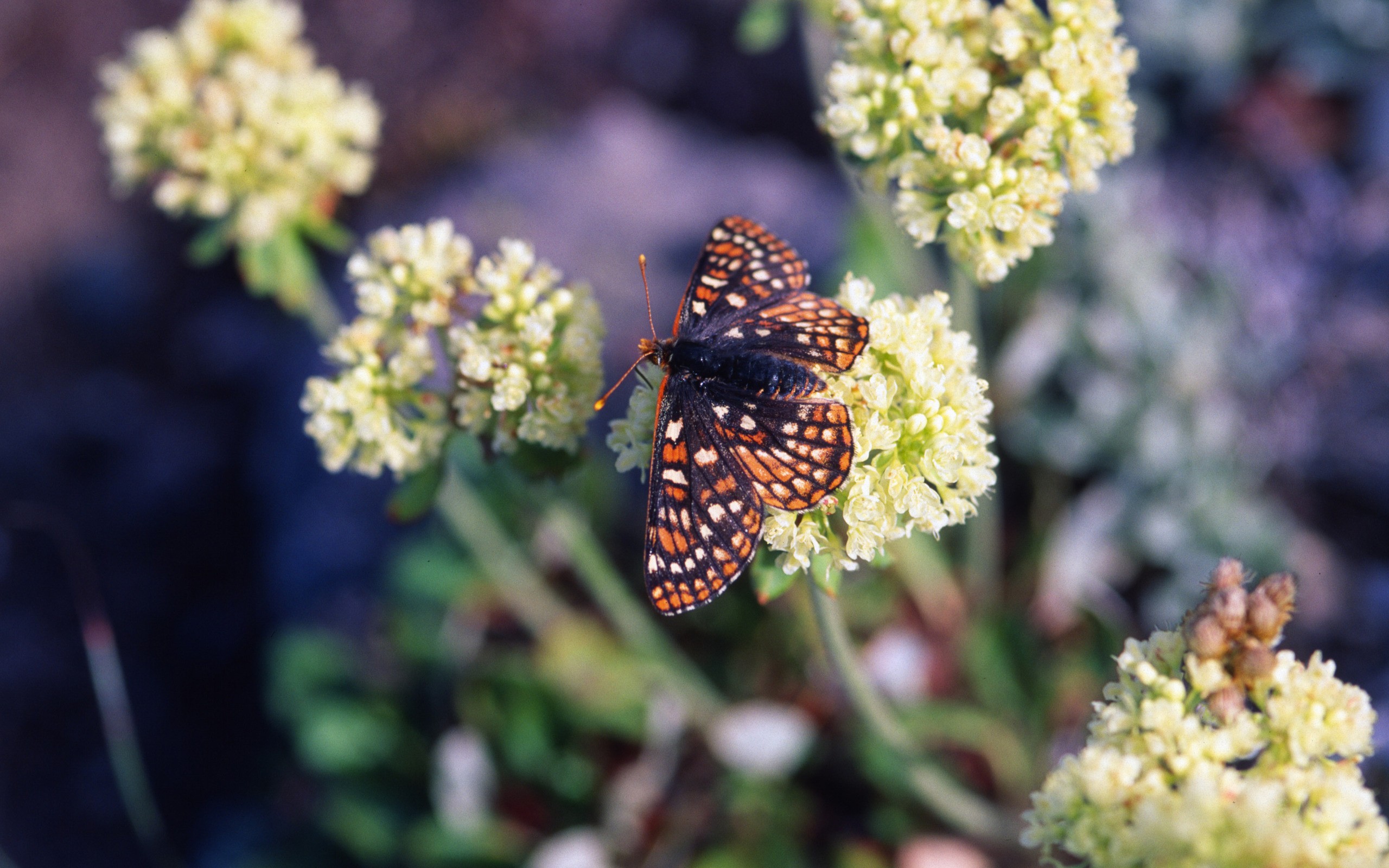 General 2560x1600 flowers nature butterfly insect closeup