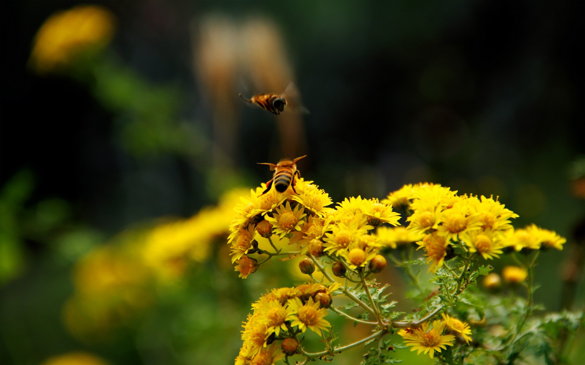 General 1920x1200 bees flowers macro animals insect yellow flowers plants outdoors