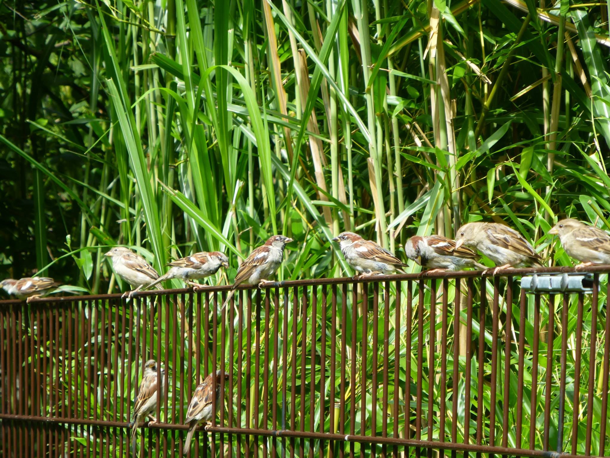 General 2048x1536 fence birds animals plants