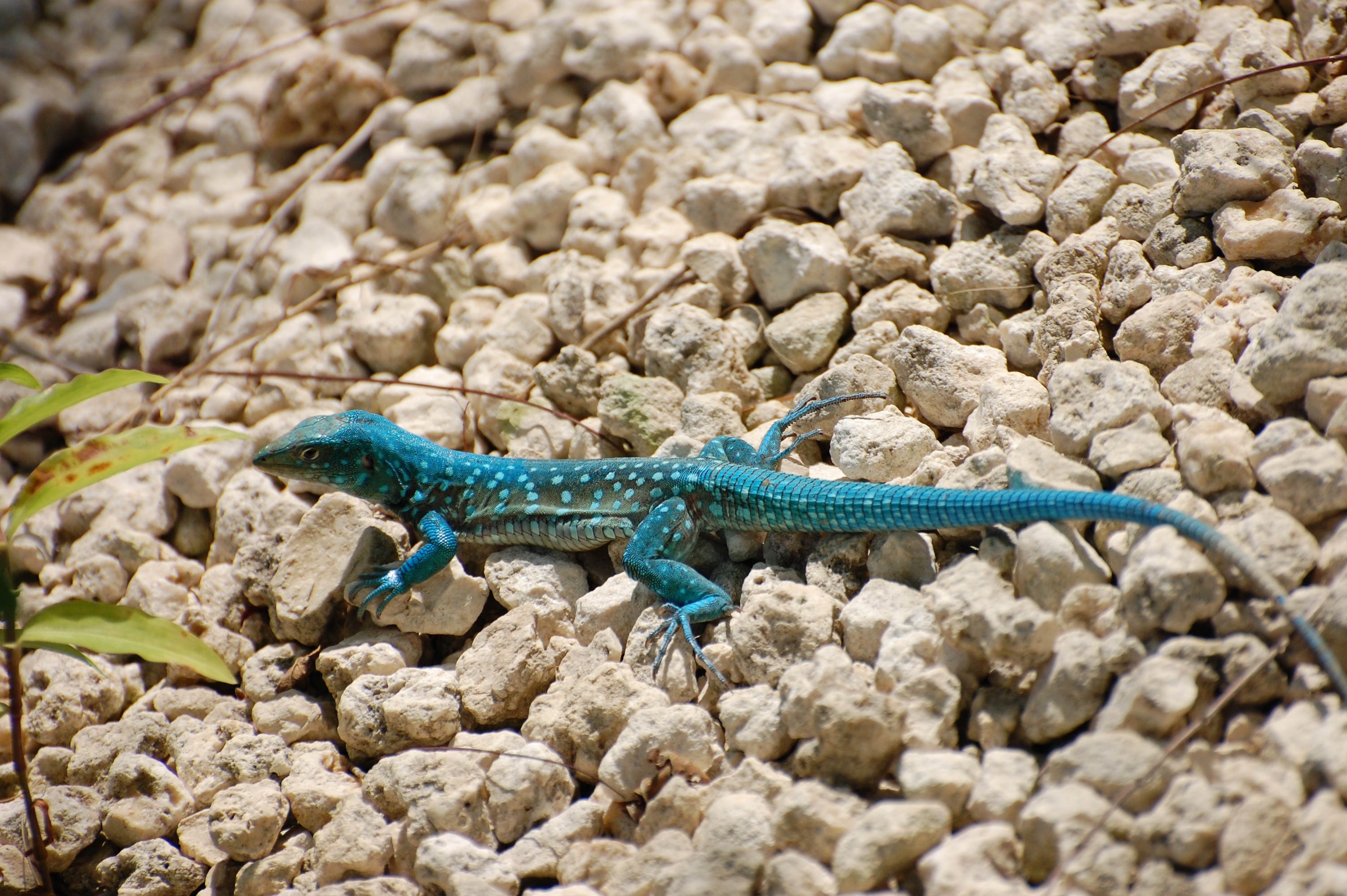 General 3008x2000 pebbles animals reptiles teal lizards outdoors nature