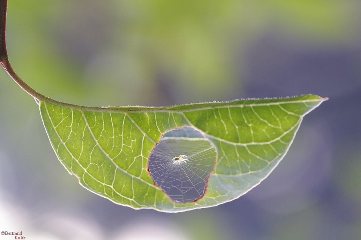 General 1200x800 nature macro closeup leaves spider spiderwebs blurred depth of field plants