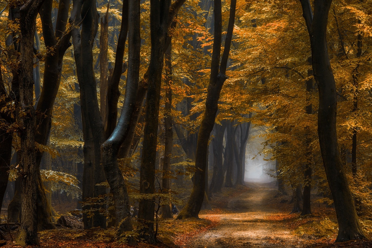General 1500x1001 nature forest path mist fall yellow leaves trees morning daylight
