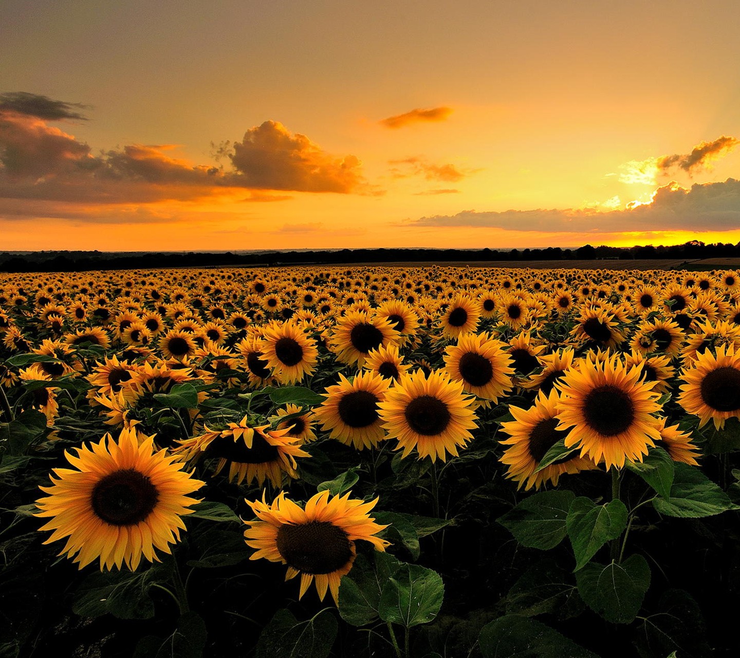 General 1440x1280 sunflowers sunset flowers field Agro (Plants) orange sky plants yellow flowers